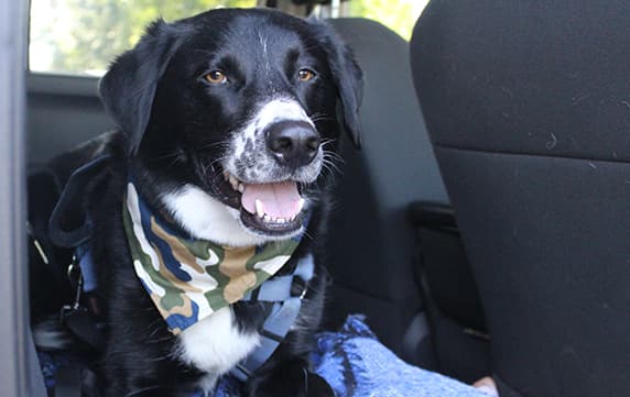 Archer the Border Collie Lab mix